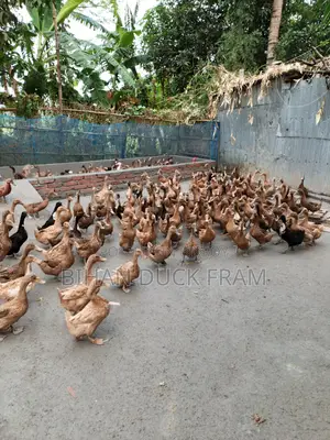 Khaki Campbell Ducks 6 Months Old Laying Eggs for Sale