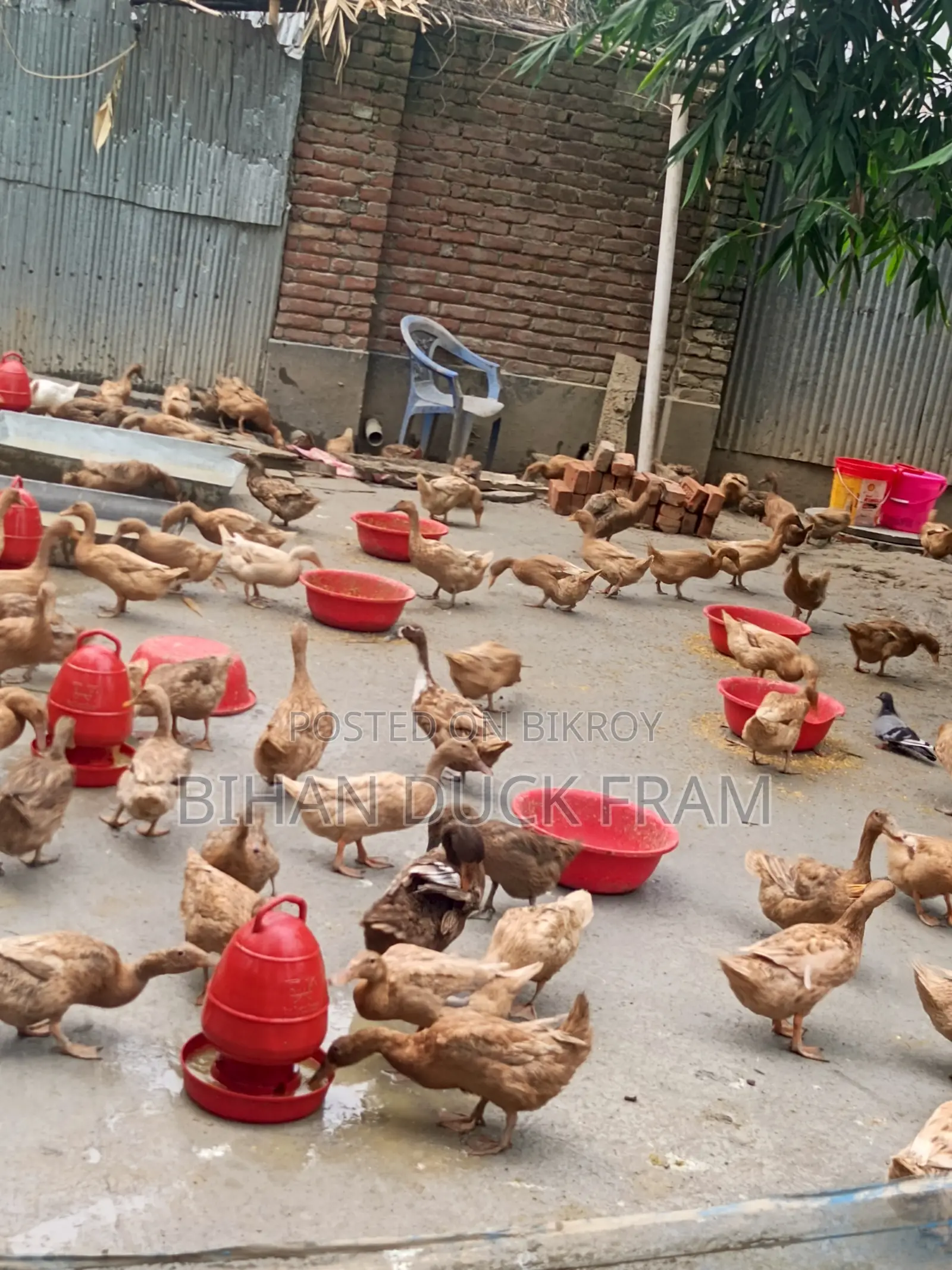 Khaki Campbell Ducks 6 Months Old Laying Eggs for Sale