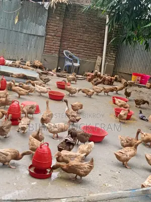 Khaki Campbell Ducks 6 Months Old Laying Eggs for Sale