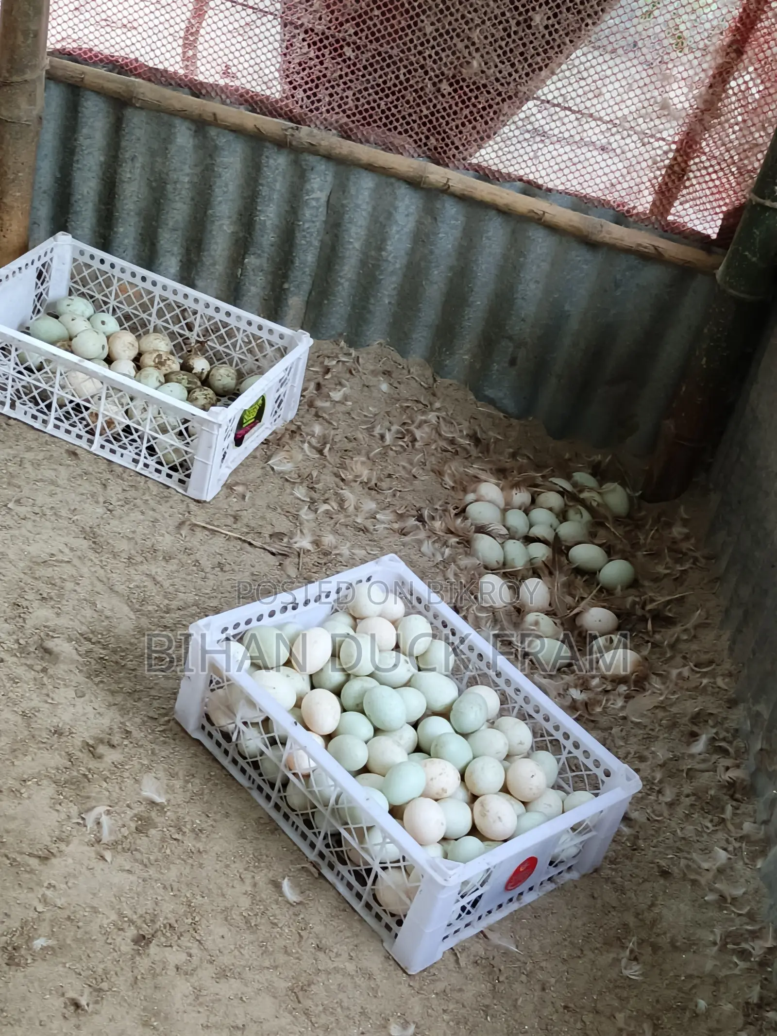 Khaki Campbell Ducks 6 Months Old Laying Eggs for Sale