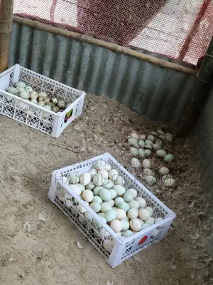 Khaki Campbell Ducks 6 Months Old Laying Eggs for Sale