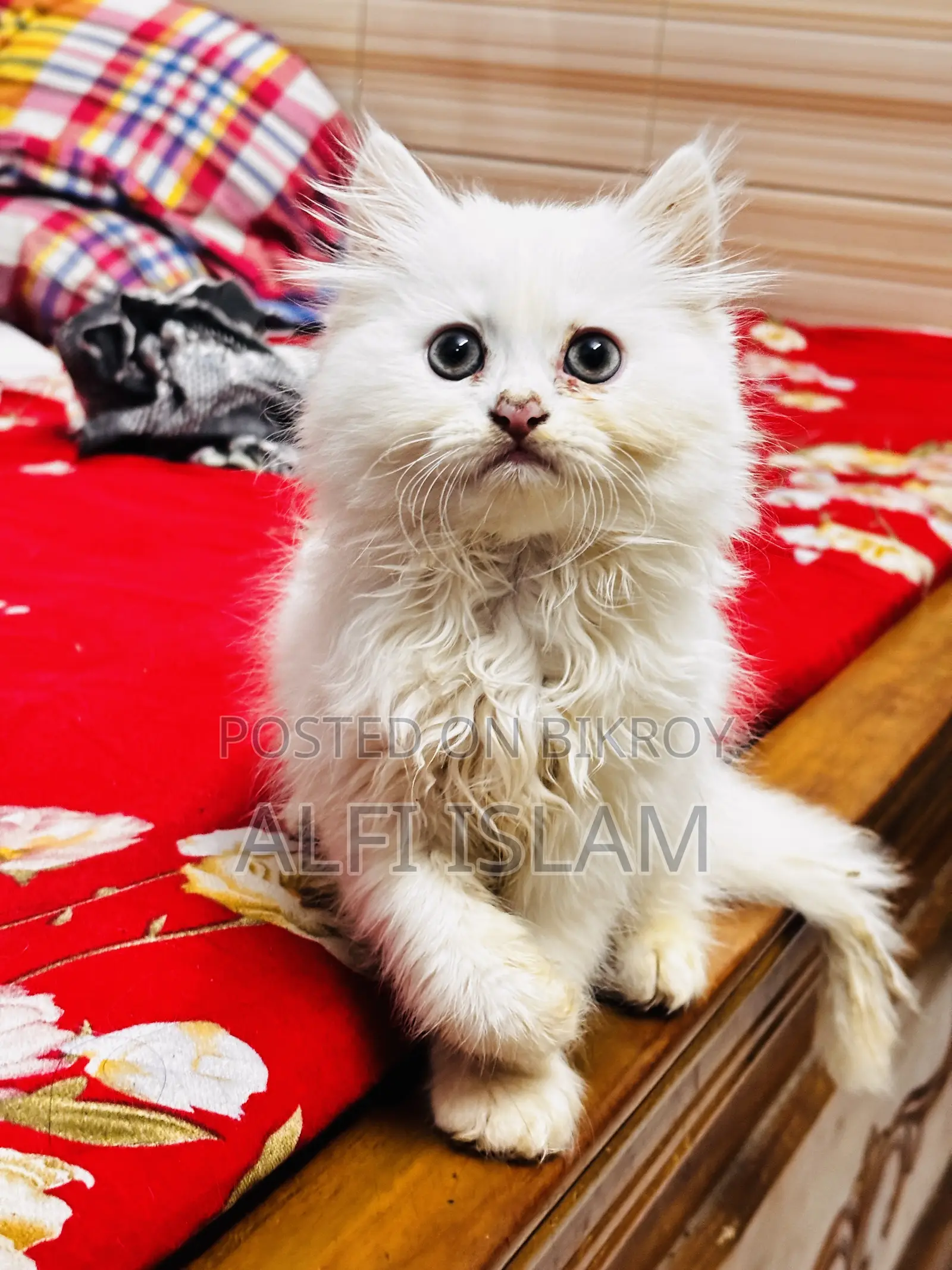 0-1 Month Female Purebred Persian