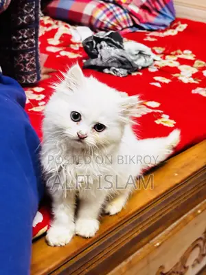 0-1 Month Female Purebred Persian