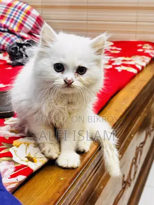 0-1 Month Female Purebred Persian