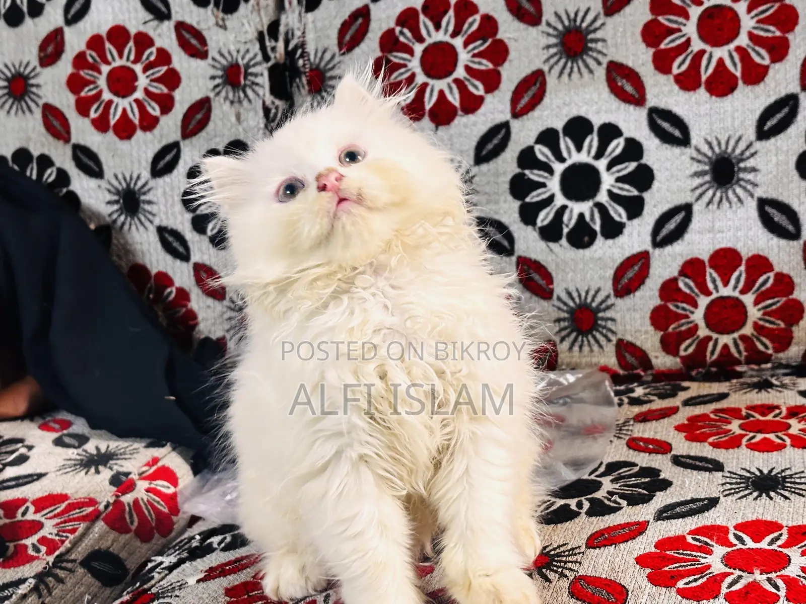 0-1 Month Female Purebred Persian