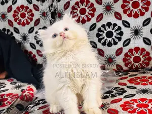 0-1 Month Female Purebred Persian