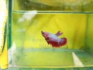 Betta Fish