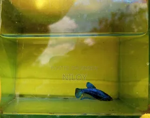 Betta Fish