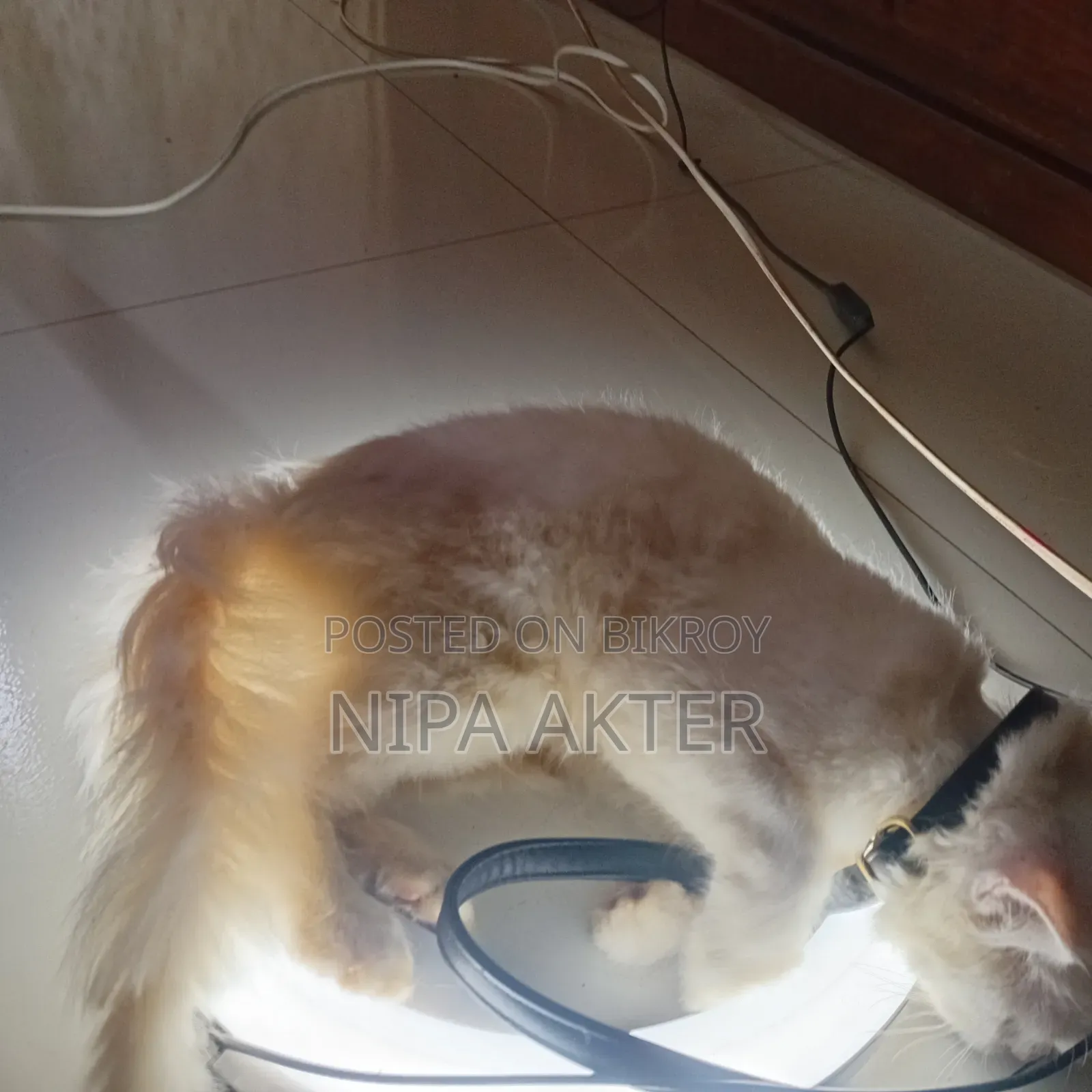 6-12 Months Female Purebred Bengal