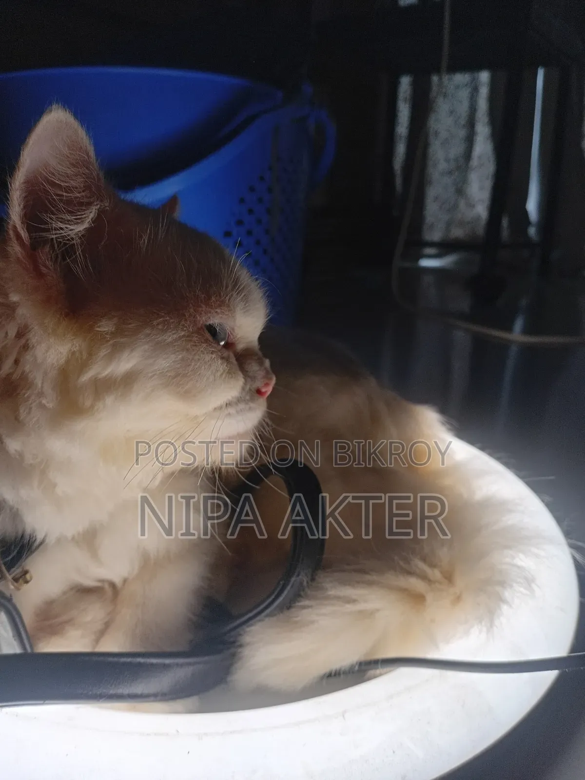 6-12 Months Female Purebred Persian