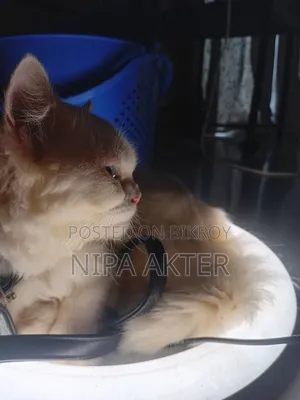 6-12 Months Female Purebred Persian