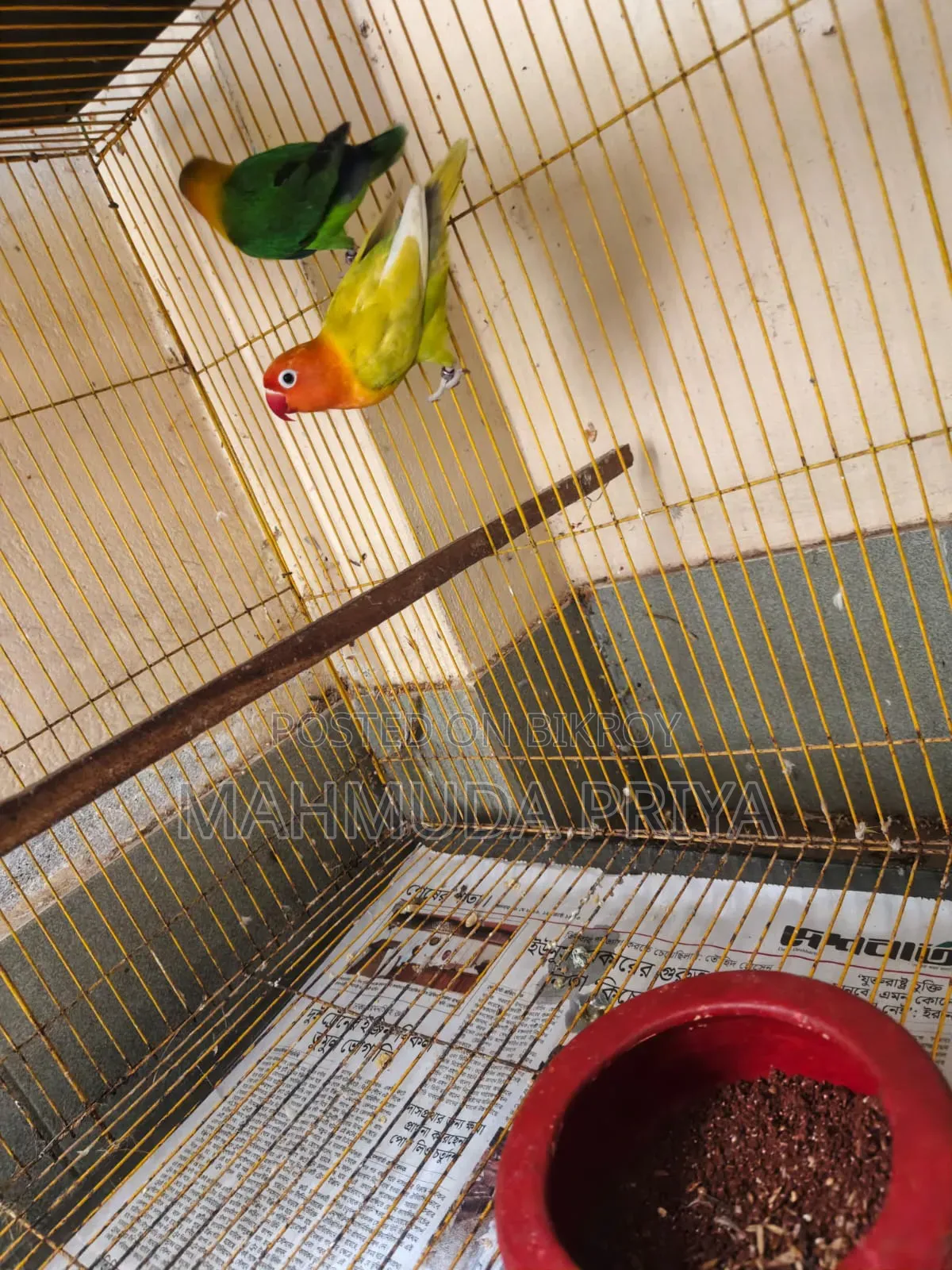 Green Opaline Fischer Male Pastel Green