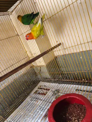 Green Opaline Fischer Male Pastel Green