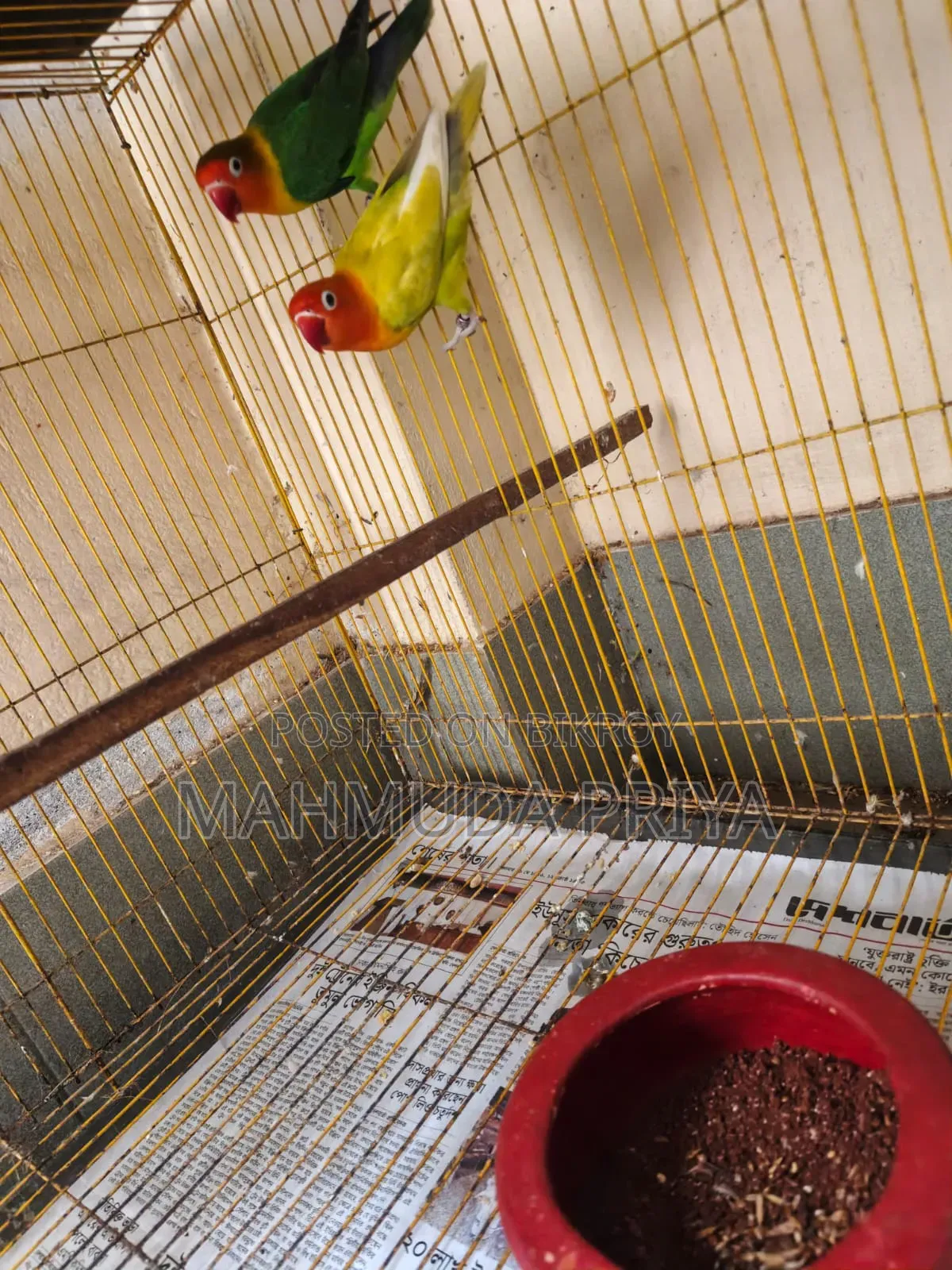 Green Opaline Fischer Male Pastel Green