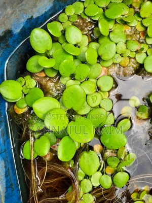 Aquriam Plants