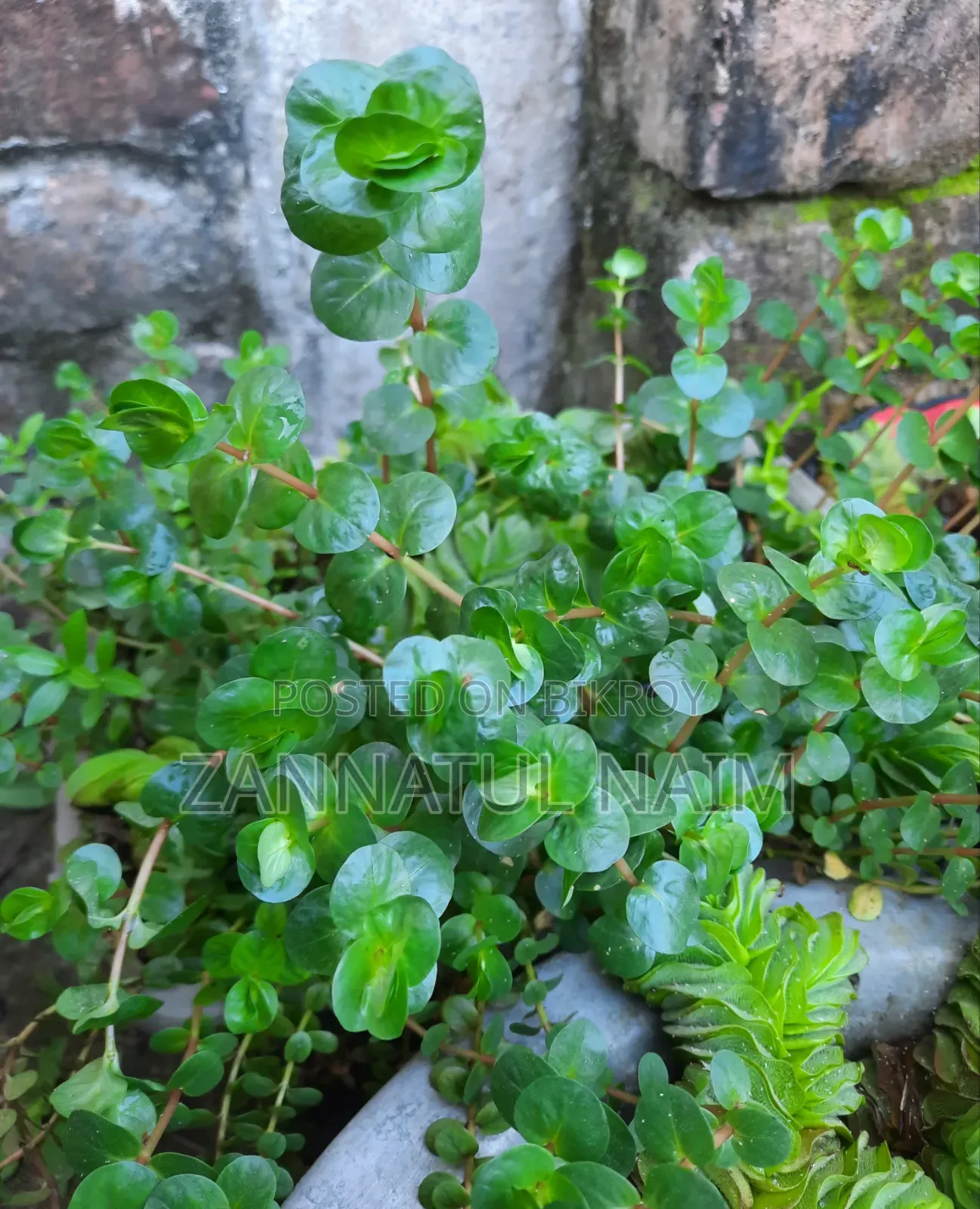 Aquriam Plants