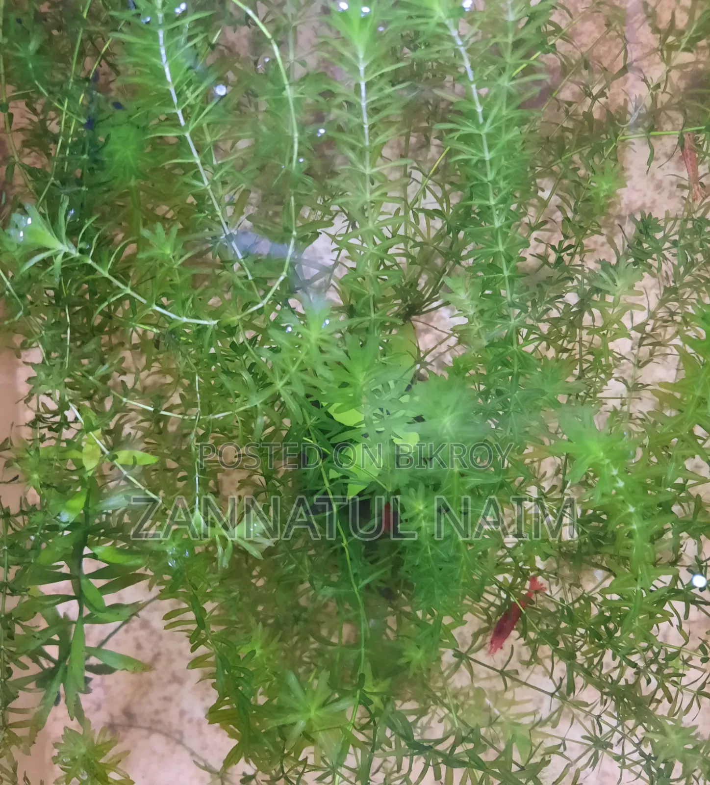 Aquriam Plants