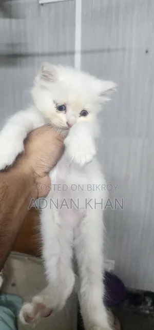 1-3 Months Male Purebred Persian
