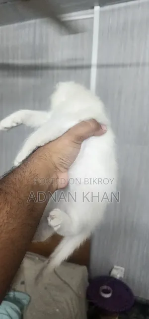 1-3 Months Male Purebred Persian