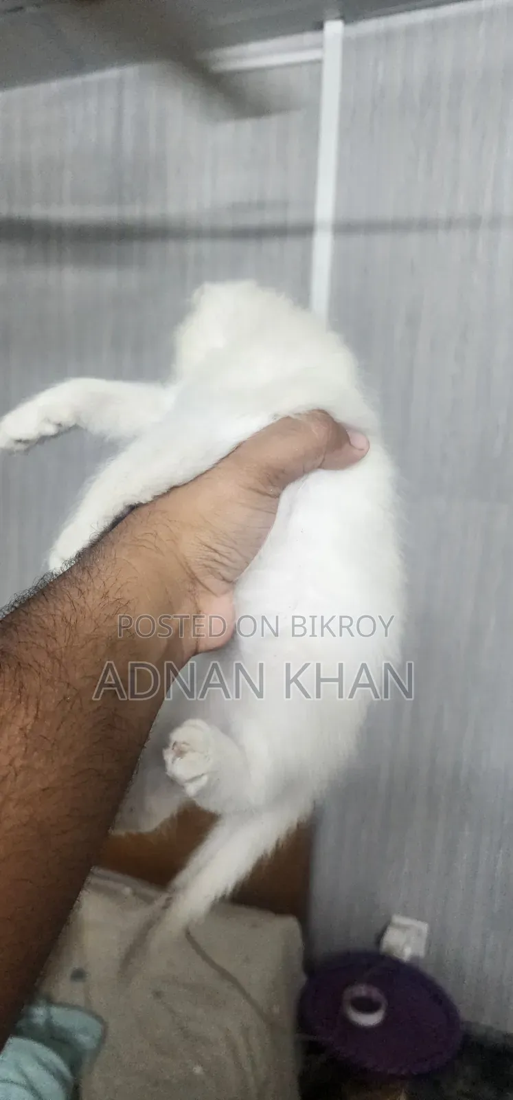 1-3 Months Male Purebred Persian