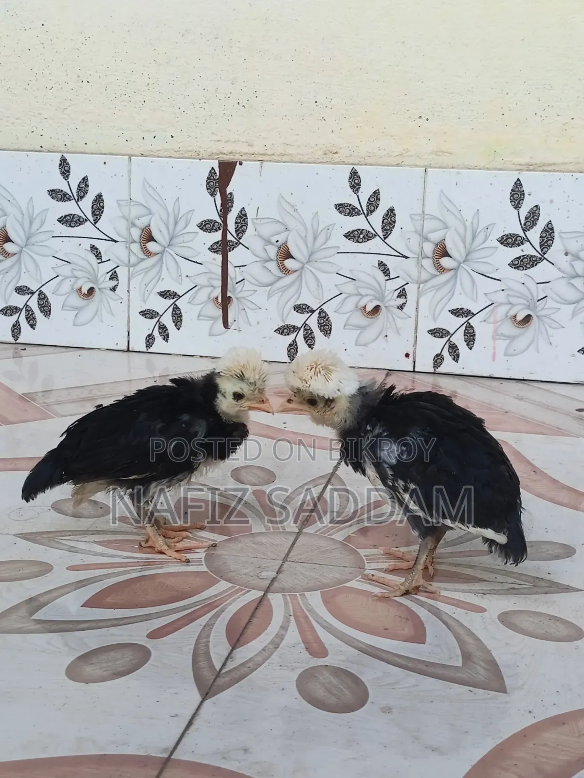 পোলিশ ক্যাপ মুরগি