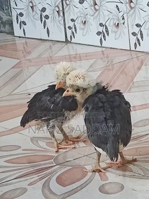 পোলিশ ক্যাপ মুরগি