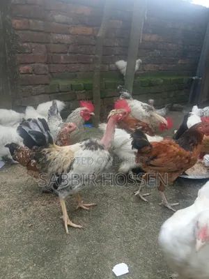 মোরগ বিক্রি হবে