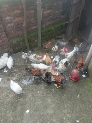 মোরগ বিক্রি হবে