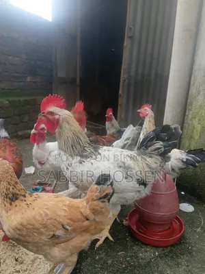 মোরগ বিক্রি হবে