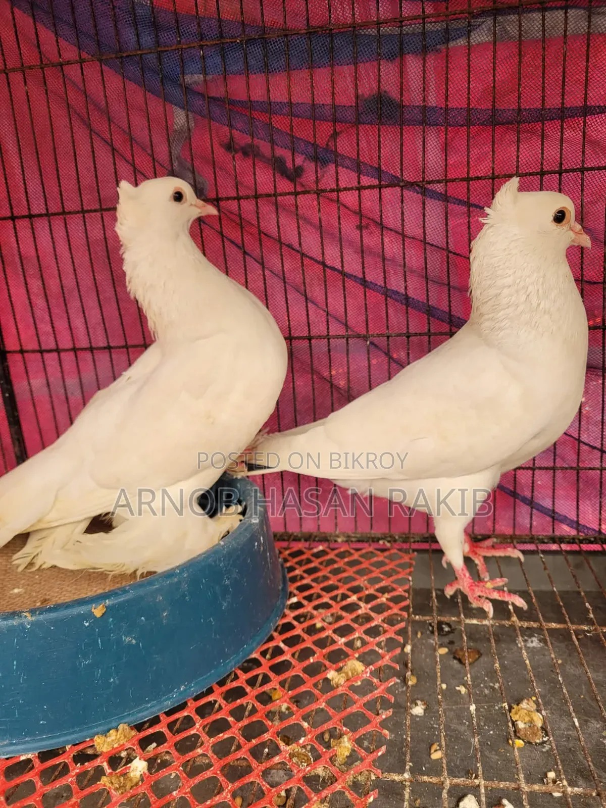 Loton pigeon pair for sale