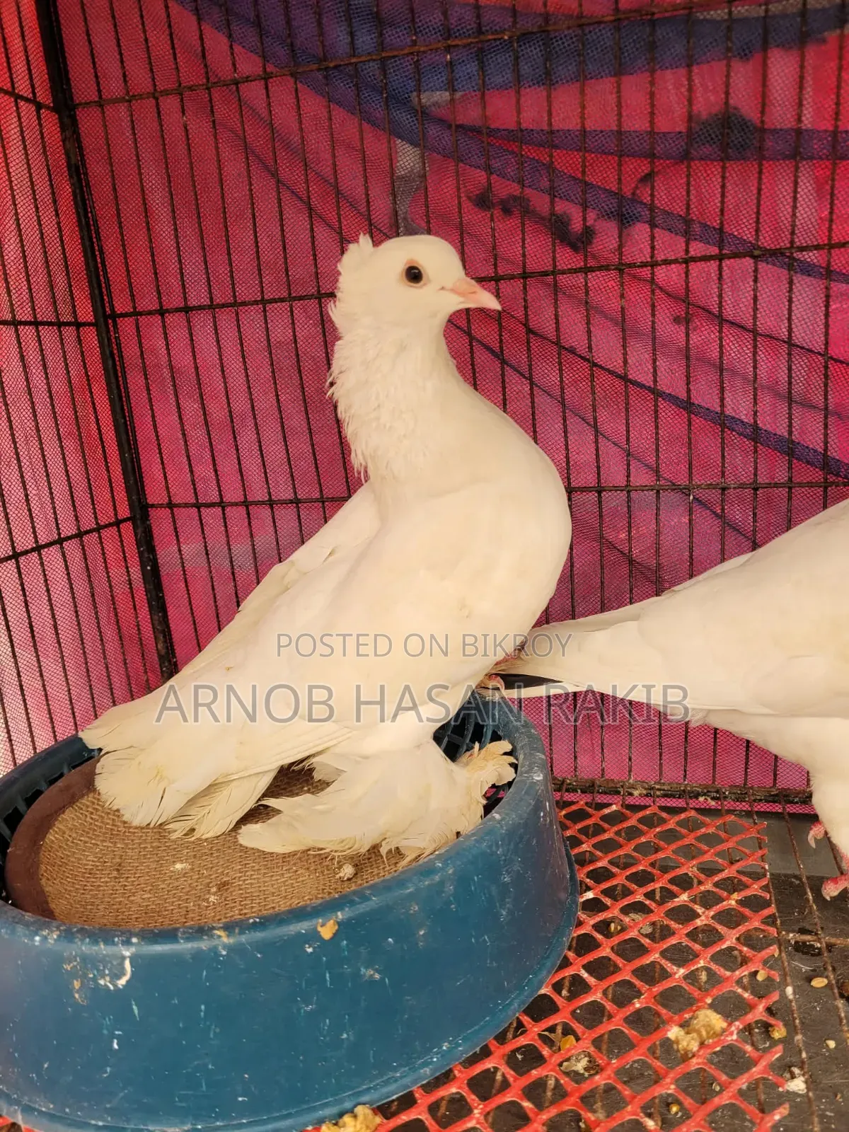 Loton pigeon pair for sale