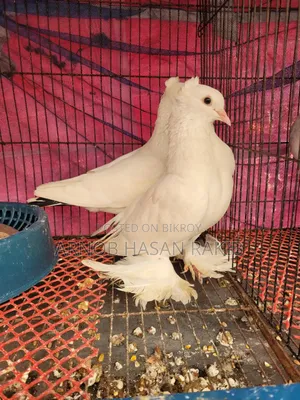 Loton pigeon pair for sale