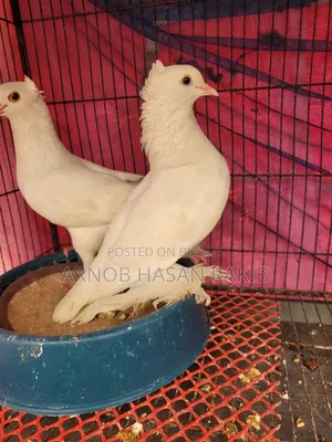 Loton pigeon pair for sale