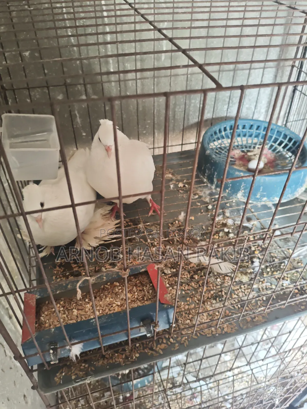 Loton pigeon pair for sale