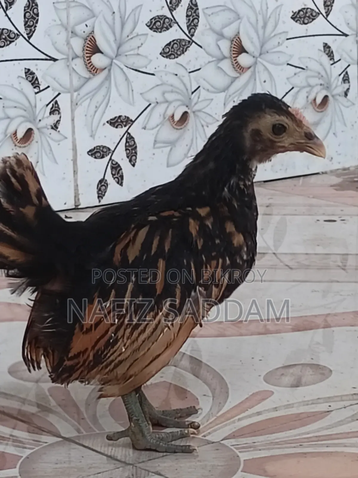 গোল্ডেন ব্রাইট মুরগি