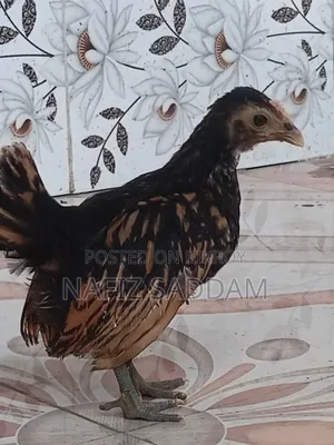 গোল্ডেন ব্রাইট মুরগি
