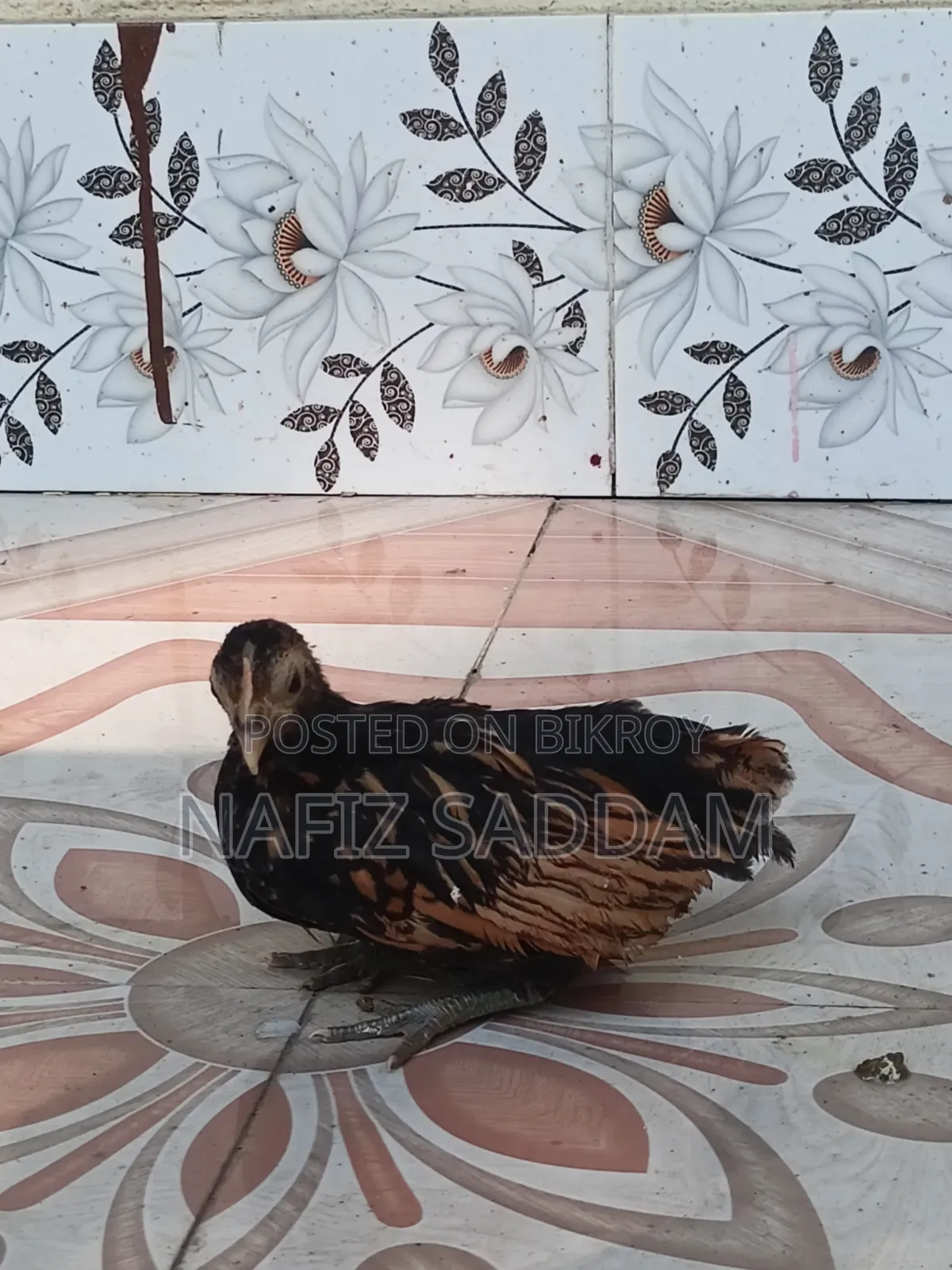 গোল্ডেন ব্রাইট মুরগি