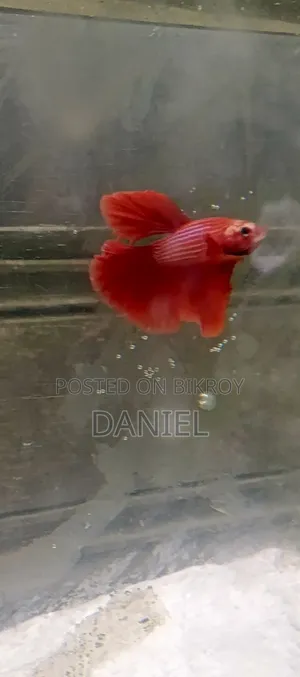 Fighter Fish at Market Challenging Prices