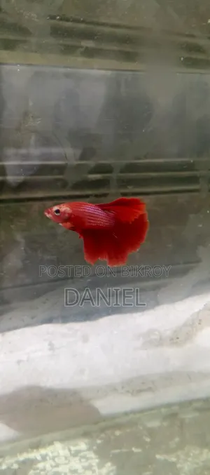 Fighter Fish at Market Challenging Prices