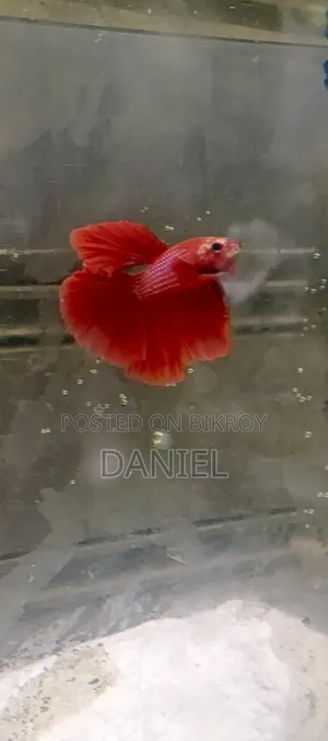 Fighter Fish at Market Challenging Prices