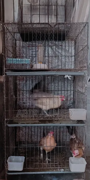 ৩ তাকের মোটা সিকের খাঁচা+মিডিয়াম সিঙ্গেল ১টি খাঁচা