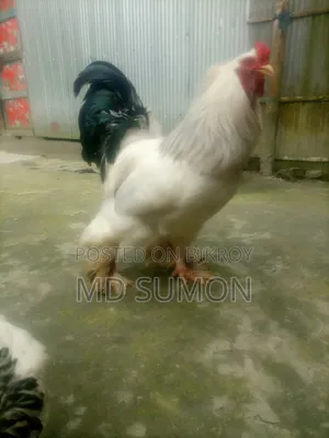 ব্রাহমা মুরগী বিক্রি হবে রানিং জোরা
