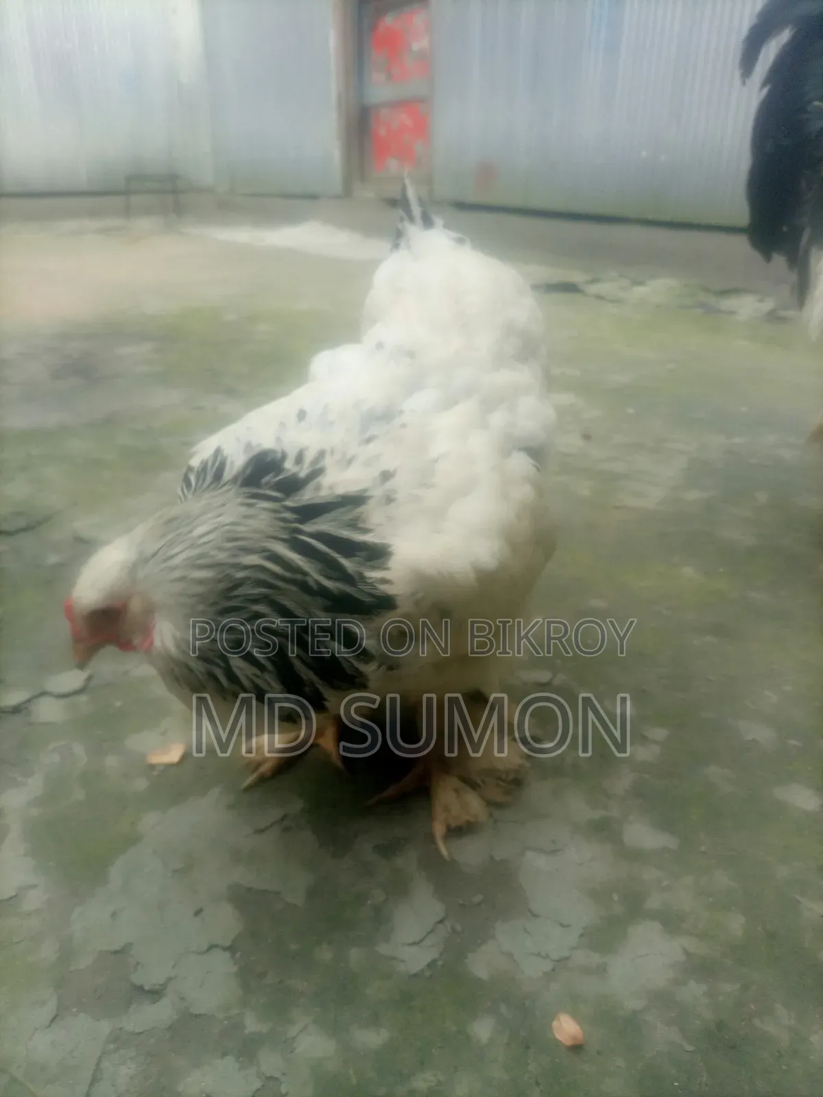 Brahma Chicken for sale, running pair