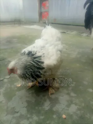 Brahma Chicken for sale, running pair