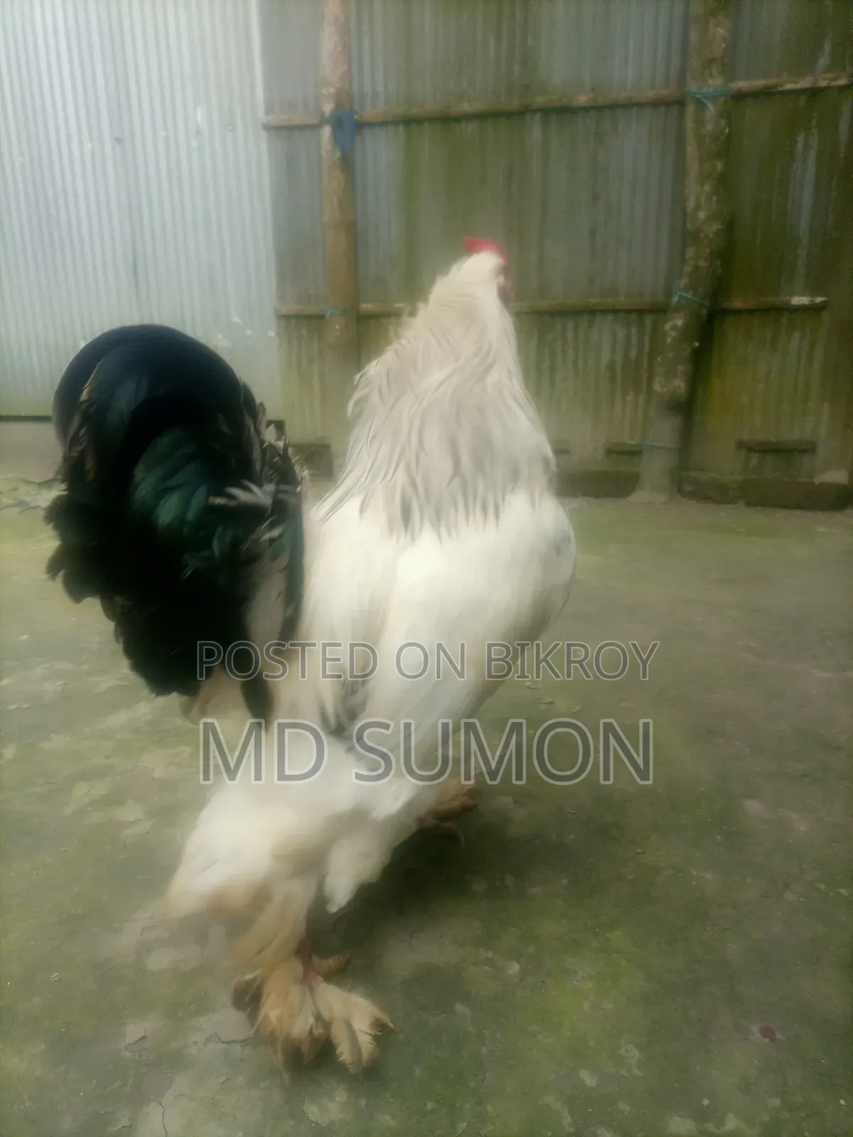 Brahma Chicken for sale, running pair