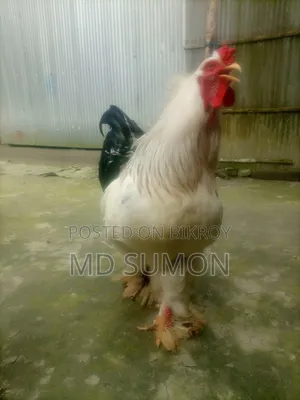 Brahma Chicken for sale, running pair