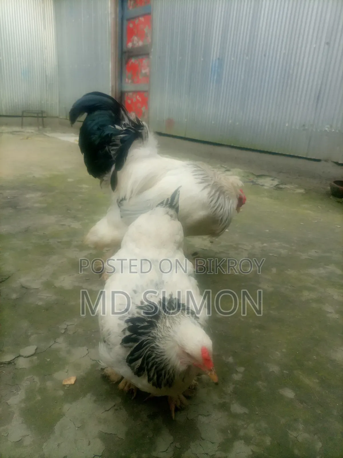 Brahma Chicken for sale, running pair