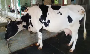 ১৩৭১নং গাভী বিক্রয় হবে উন্নত জাতের ।