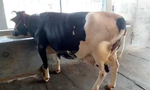 ১৩৭২ নং গাভী গরু বিক্রয় হবে।