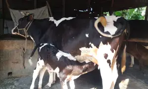 ১৩৭৩ নং গাভী গরু ভালো জাতের ।